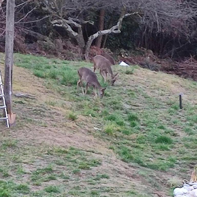 Casa Fiorita, Luino, il tempo rallenta tra lago e fiori - Casa con 2 Camere da Letto - 16