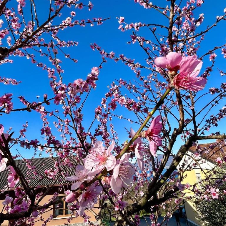 Casa Fiorita, Luino, il tempo rallenta tra lago e fiori - Casa con 2 Camere da Letto - 30