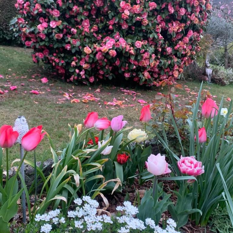 Casa Fiorita, Luino, il tempo rallenta tra lago e fiori - Casa con 2 Camere da Letto - 34