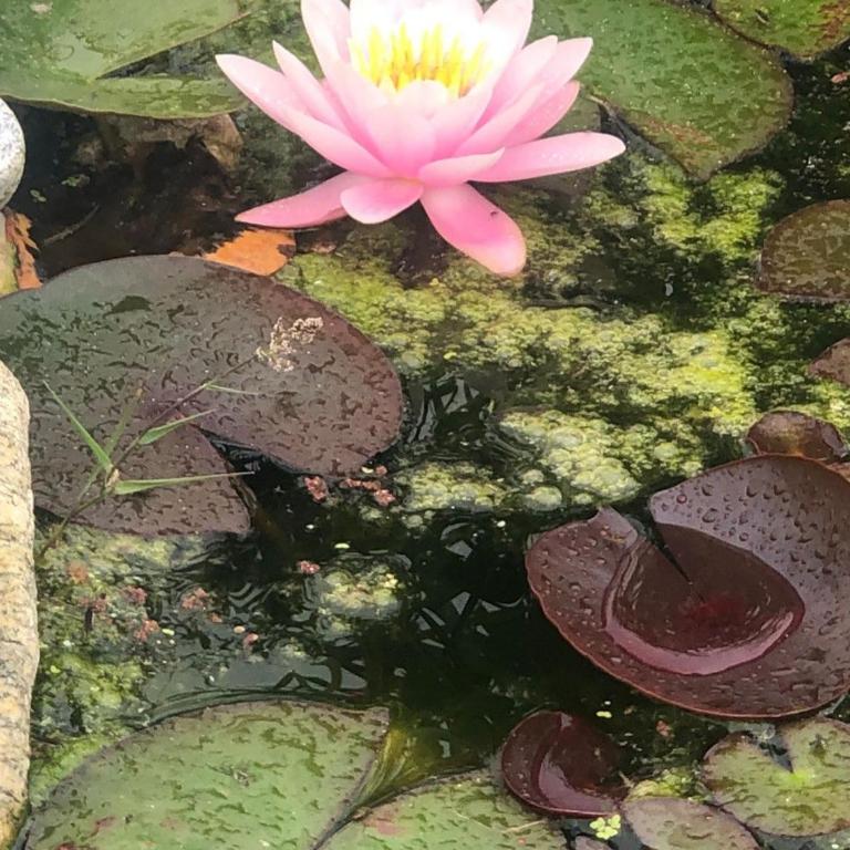 Casa Fiorita, Luino, il tempo rallenta tra lago e fiori - Casa con 2 Camere da Letto - 65