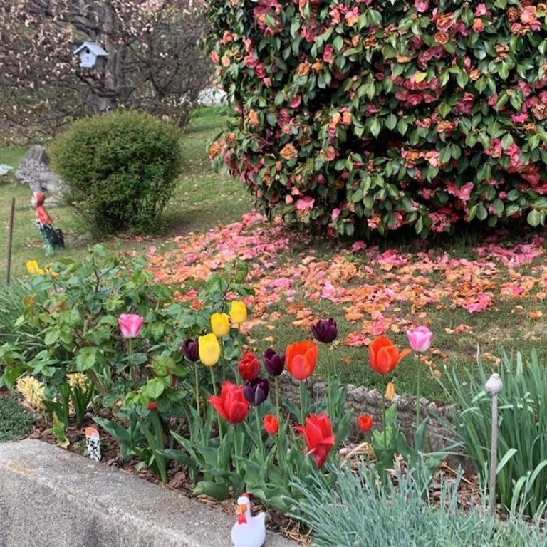Casa Fiorita, Luino, il tempo rallenta tra lago e fiori - Casa con 2 Camere da Letto - 73