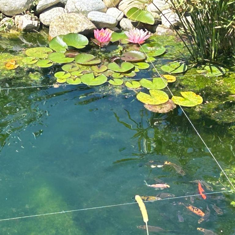 Casa Fiorita, Luino, il tempo rallenta tra lago e fiori - Casa con 2 Camere da Letto - 88