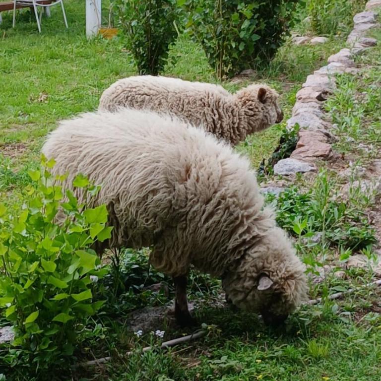 Hospedaje La Casona de los Paredones - Double Room with Garden View - 21