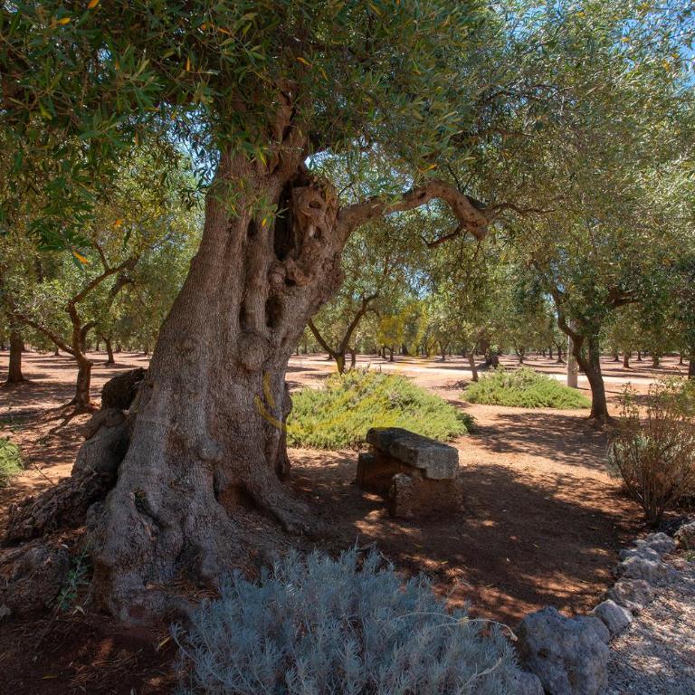 TD Lamia Porta Rossa Countryside wOlive Trees - Vacation Home - 35