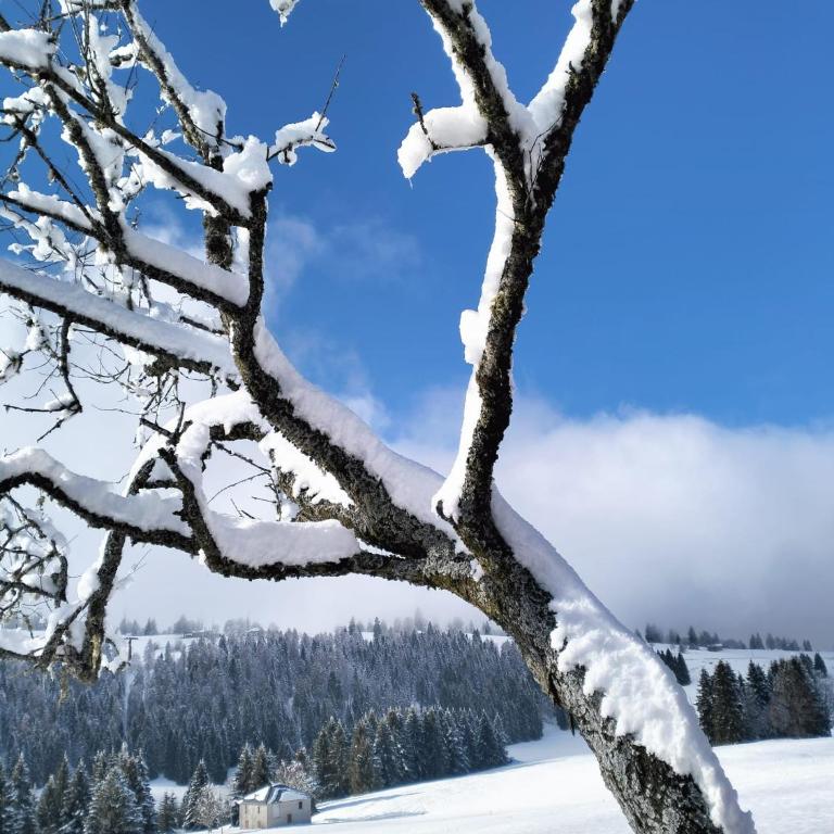 Chalet Maso Pino - Four-Bedroom Chalet - 34