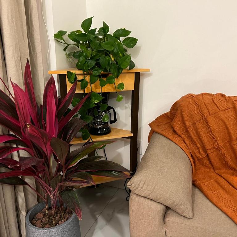 1BR Apt in Roma Sur near Parque Delta - One-Bedroom Apartment - 53