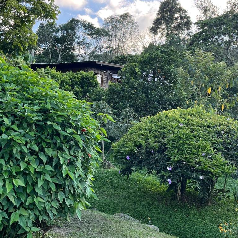 Cabaña tipo glamping en finca cafetera con zonas verdes, avistamiento de aves, paisaje cafetero - Chalet de 1 dormitorio - 5