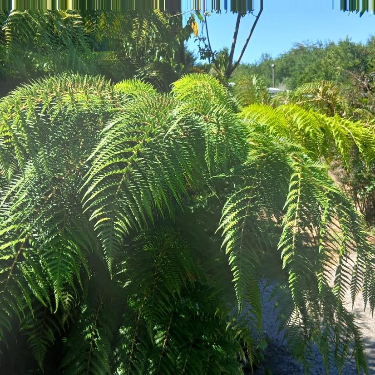 Rústico Punucapa - Chalet - 18