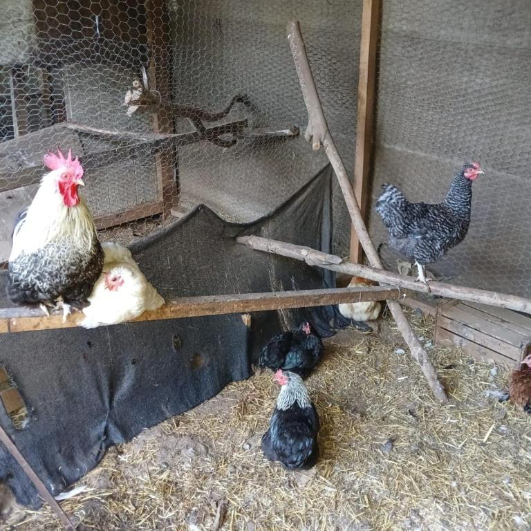 Cabaña Dulce Hogar - One-Bedroom Apartment - 14