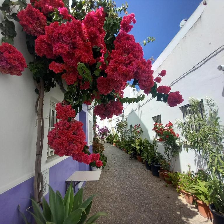 CORAZÓN DE CONIL - Apartamento - Planta baja - 2