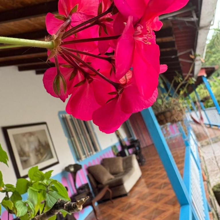 EcoHotel Colibrí Salento - Habitación Familiar Deluxe - 38