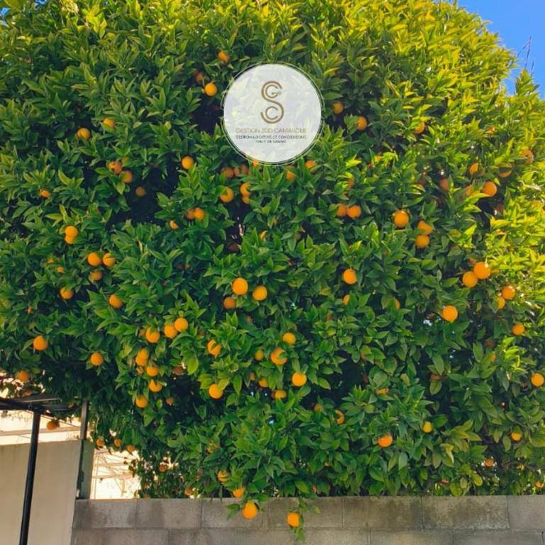 L'Orangeraie Arles - Casa con 3 Camere da Letto - 28