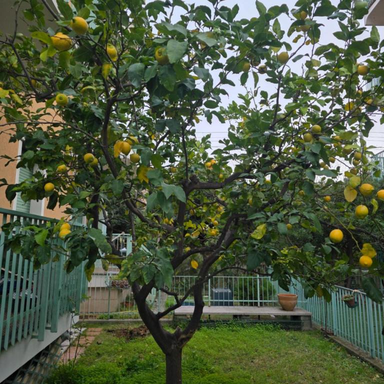 Agata Finale Ligure - Appartamento con 1 Camera da Letto e con Giardino - 22