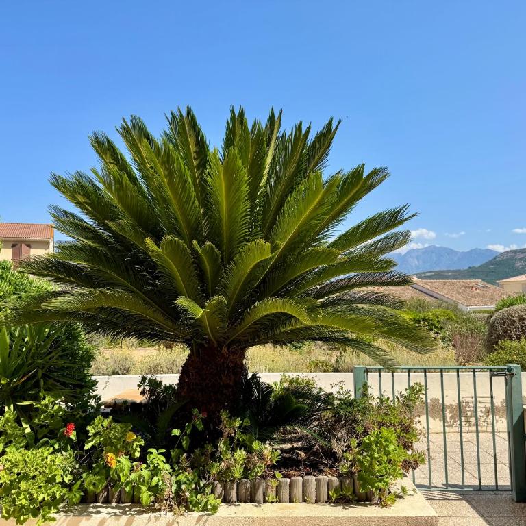 Studio Régina - Plage & port de Calvi à pied - One-Bedroom Apartment - 9