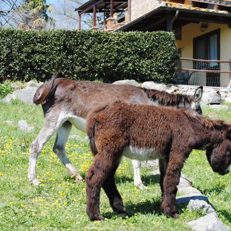 Tenuta Serpepe - Fiordaliso Piccolo - Casa Vacanze - 38
