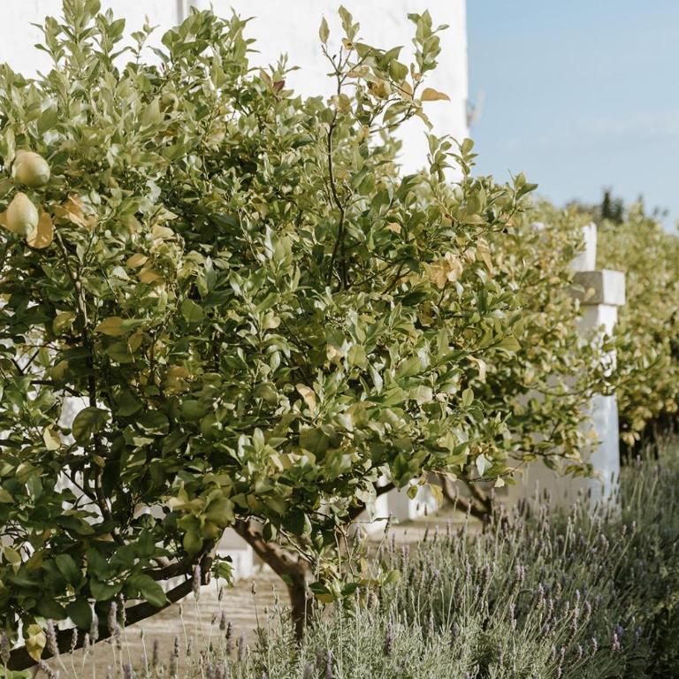 Masseria Mammella - Villa con Piscina Privata - 79