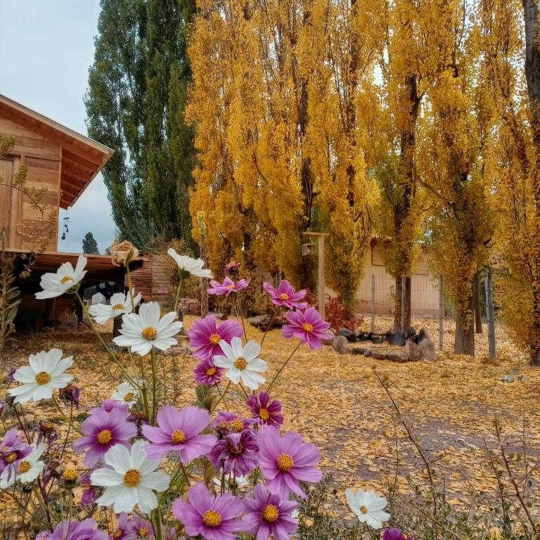 Amor Amarillo Cabaña de Montaña - Casa con 1 dormitorio - 23