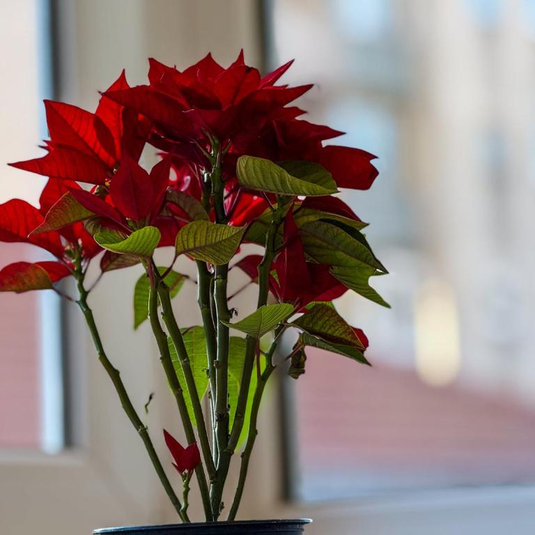 Cherry Magic apartment Sarajevo - Two-Bedroom Apartment with Garden View - 22