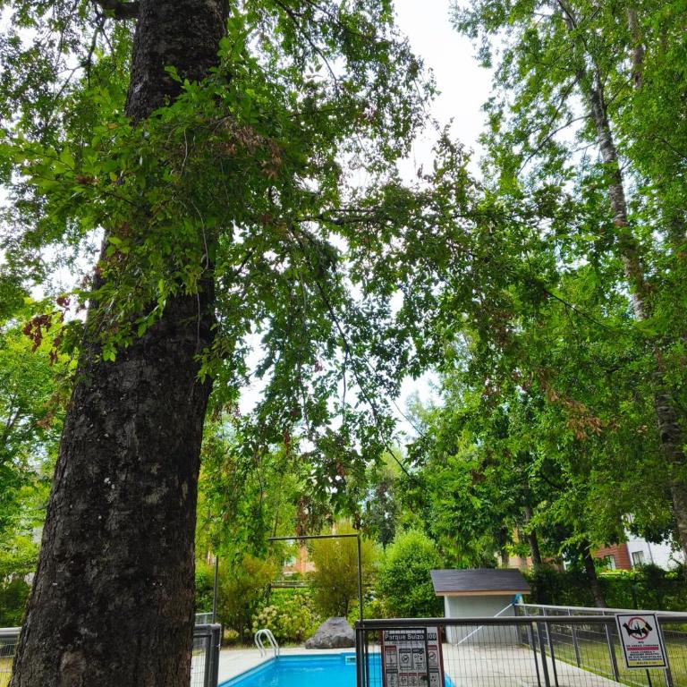 Pucon Parque Suizo Apartamento, primer piso - One-Bedroom Apartment - 8