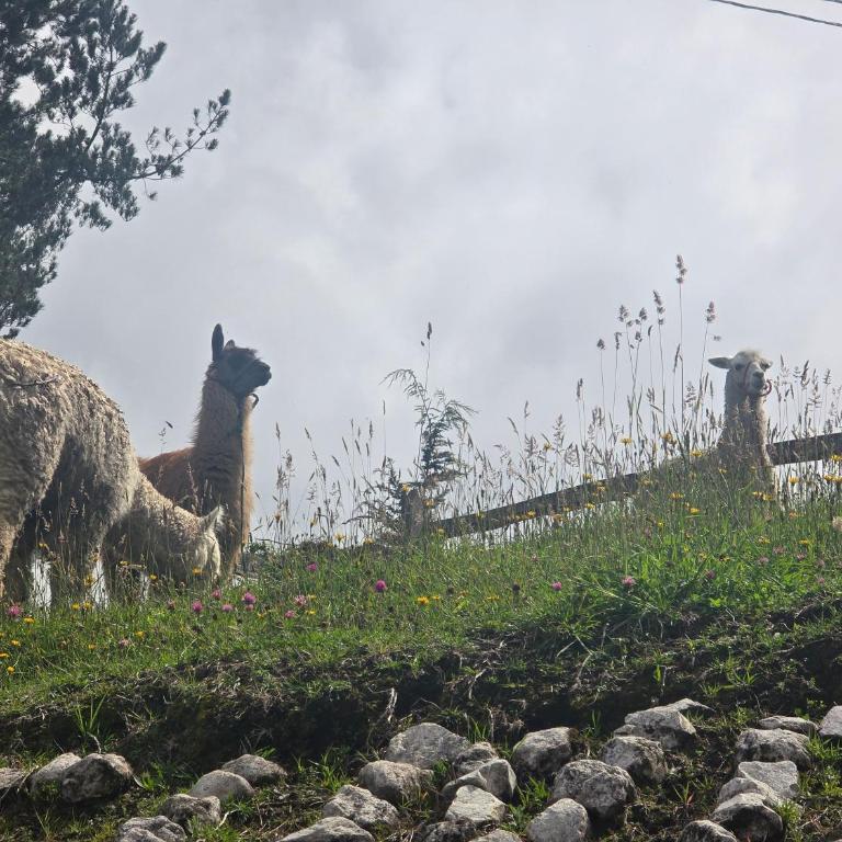 Finca Agroturistica ANGUPACHA - Three-Bedroom Chalet - 6