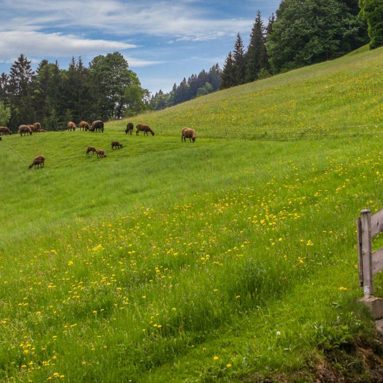 Ferienhof Oberstaudach - Studio with Mountain View - 36