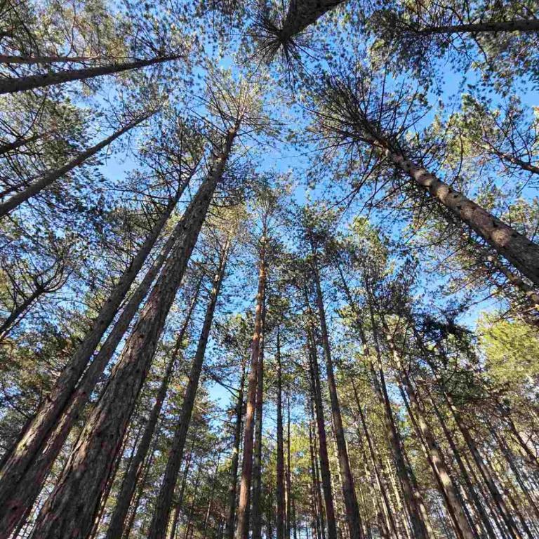 Zlatibor 1 - One-Bedroom Apartment - 56