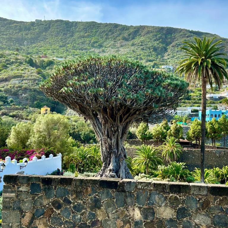Finca Tenerife - Authentisches kanarisches Haus mit Traumblick, tropischem Garten und Sauna - One-Bedroom House - 31