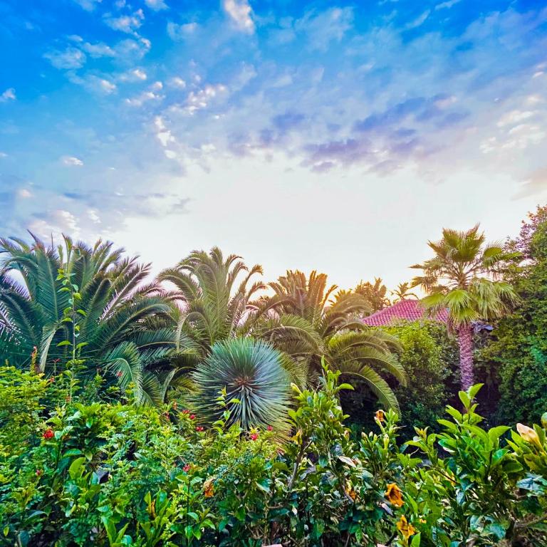 Finca Tenerife - Authentisches kanarisches Haus mit Traumblick, tropischem Garten und Sauna - One-Bedroom House - 32