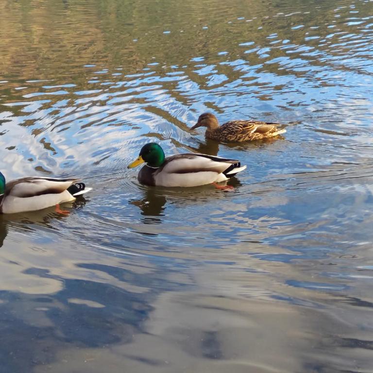 Ferienwohnung Auszeit am Ossiachersee - Familien-Apartment mit 2 Schlafzimmern - 17