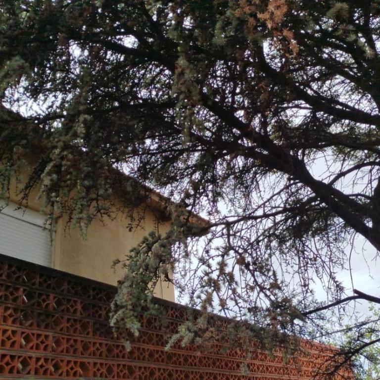 Cedro Azul - Apartamento de 1 dormitorio - 2