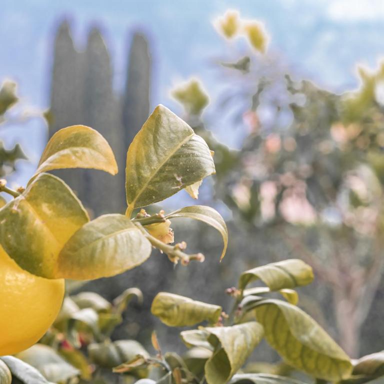 Pescallo Garden Retreat - Appartamento - 36