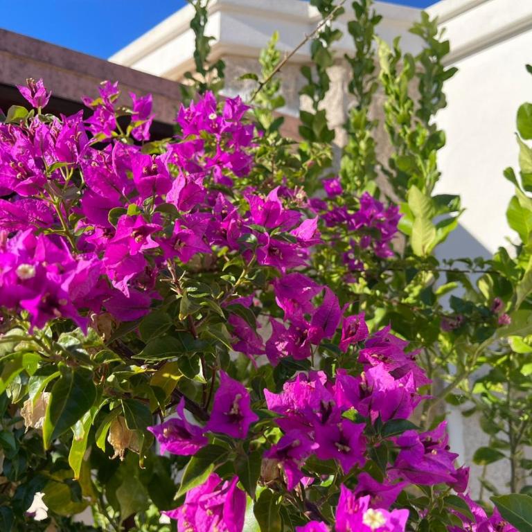 Alghero Vacation Rentals Pedra Mea - Villa con 2 Camere da Letto - 22