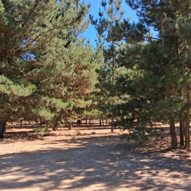 Riveras Rentals Bosque , cabañas & cabinas - Chalet - 6