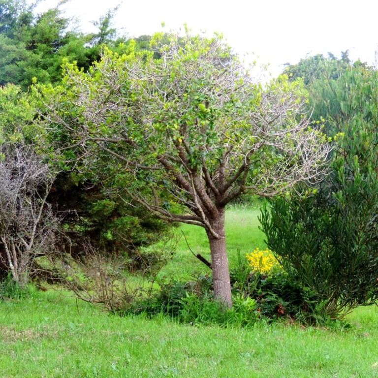 Country del Sol Complejo Turistico - Bungalow de un dormitorio - 9