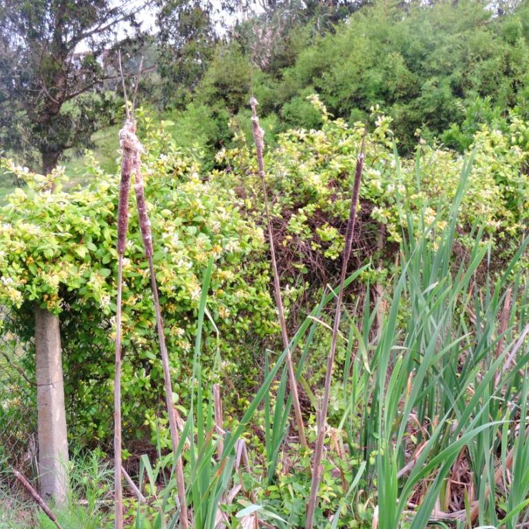 Country del Sol Complejo Turistico - One-Bedroom Bungalow - 12