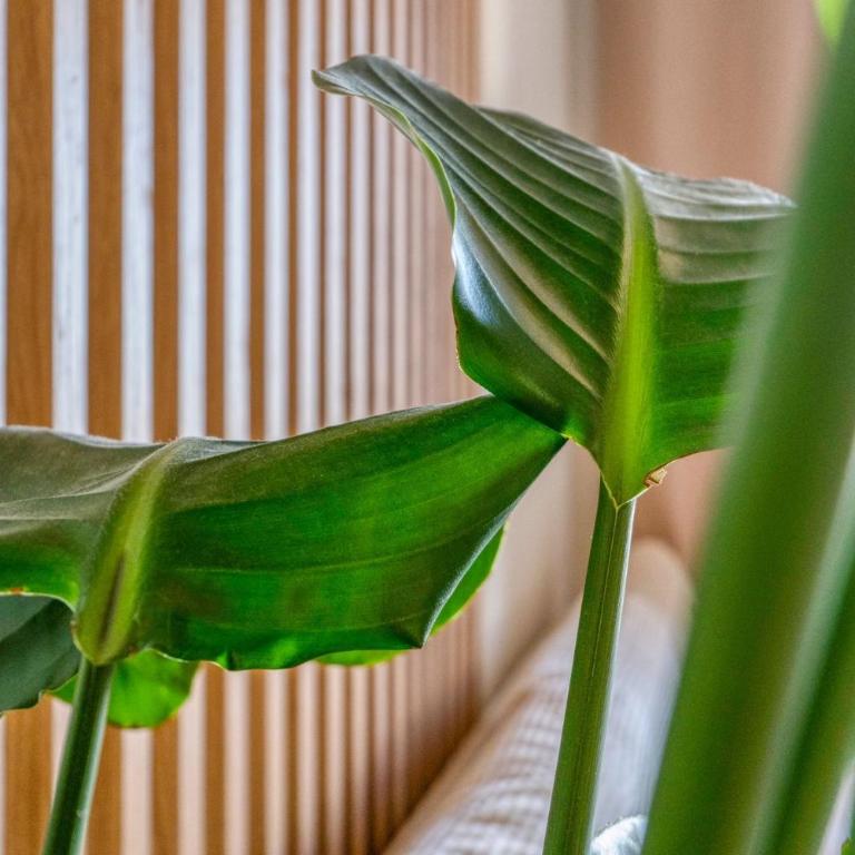 1 Chambre Cosy - 4 min du Palais - Wi-Fi - Climatisé - Apartment mit 1 Schlafzimmer - 8