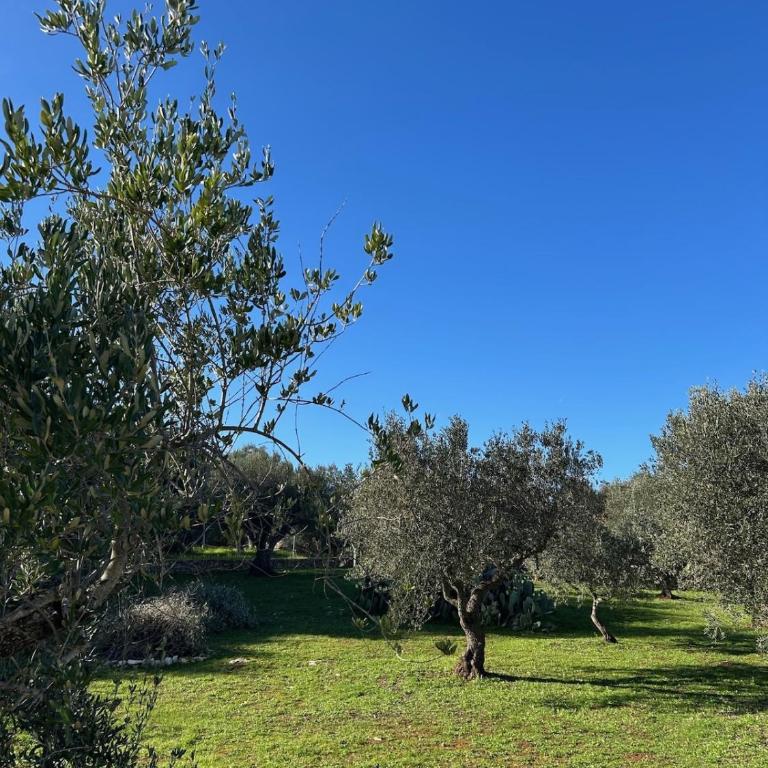 Villa Pergolata in Ostuni Pool, Jacuzzi & Ruhe - Villa - 23