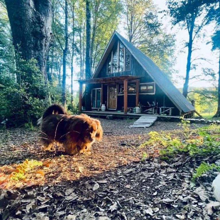 Cabañas bosque sur - One-Bedroom Chalet - 3
