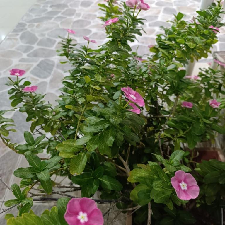 Apartamento Santa Marta Caribe - Three-Bedroom Apartment - 5