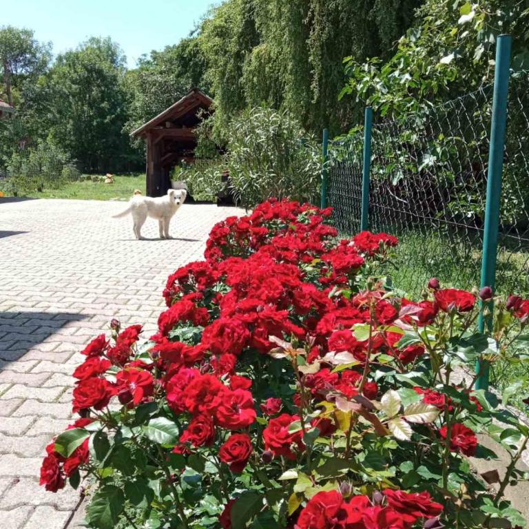 Apartman Anđelina Vrnjačka Banja - Apartman - 17