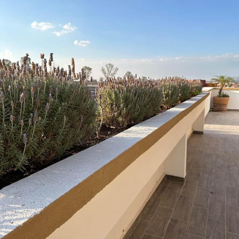 San Miguel Allende Apto 13 - Apartamento de 2 dormitorios con balcón - 30