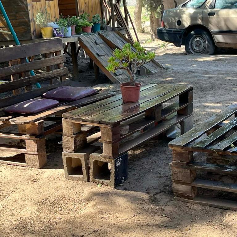 Olivospoint - Tienda - 4