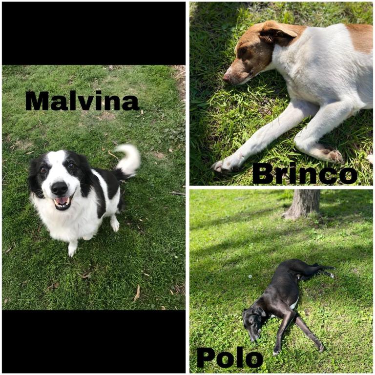 Cabaña Viedma - Casa con 1 dormitorio - 6