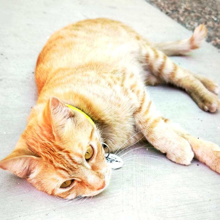 Oasis urbano con jardin - Apartamento de 1 dormitorio - 21