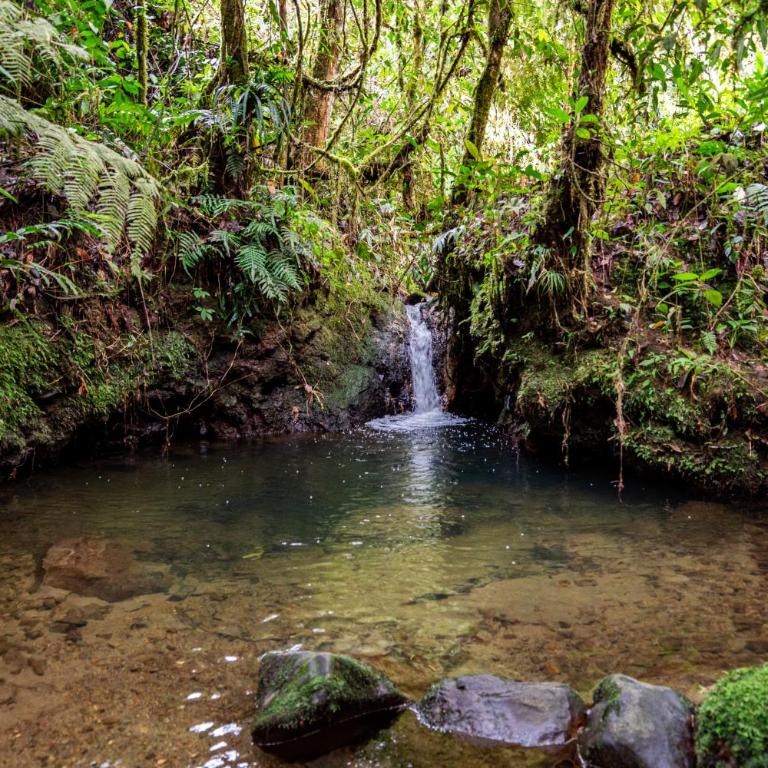 Boskoso Forest Retreat Jacuzzi & Waterfall - Superior Chalet - 1