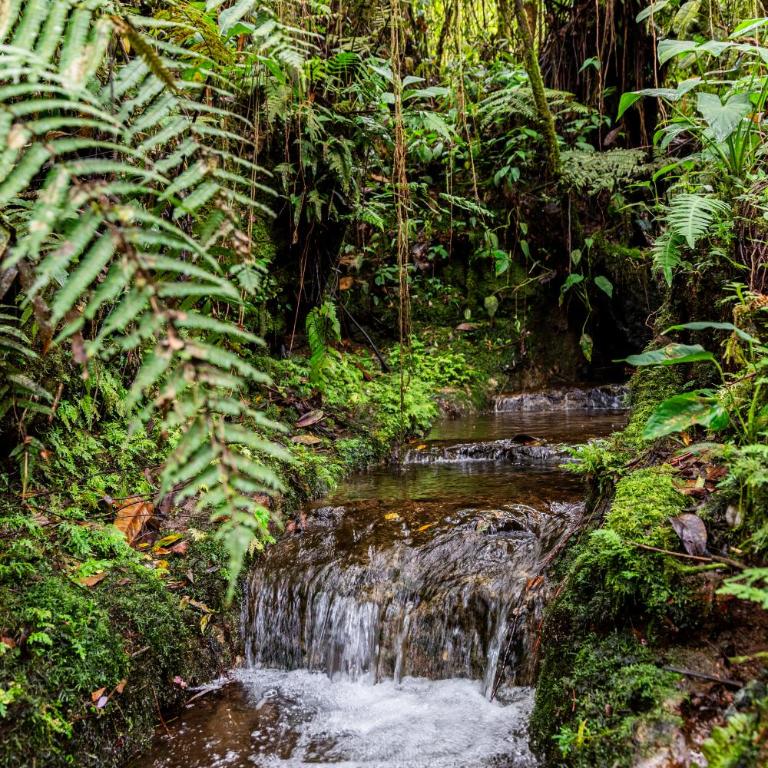 Boskoso Forest Retreat Jacuzzi & Waterfall - Superior Chalet - 17