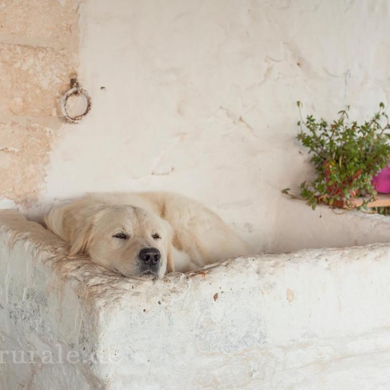 Masseria Ferri - Camera Deluxe Matrimoniale/Doppia con Letti Singoli - 3