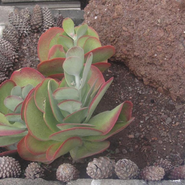 Casa El Pino - Casa - 21