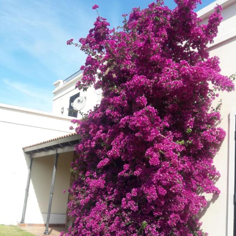 Flor de Azahar - Casa de Campo - Five-Bedroom House - 3