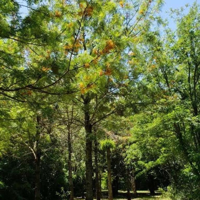 Flor de Azahar - Casa de Campo - Five-Bedroom House - 27